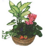 Ankara Urankent Çiçekçi firma ürünümüz karışık 3 adet saksı çiçeği iç mekan bitkileri süs bitkisi
