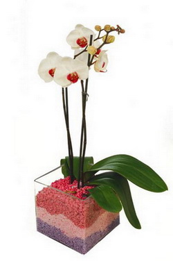 vazo içerisinde tek dal orkide çiçeği Ankara Ostim çiçek gönder en çok satılan ürünümüz