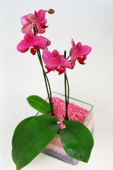 vazo içerisinde tek dal saksı orkide çiçeği Ankara Ostim çiçek firmasından