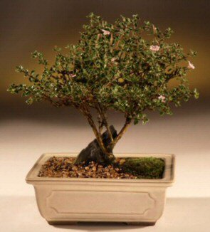 Bonsai küçük japon ağacı iç mekan süs bitkisi Ankara Ostim çiçek gönder en çok satılan ürünümüz